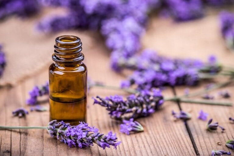 lavande-vraiez