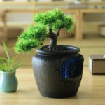 Bonsai avec fontaine 4