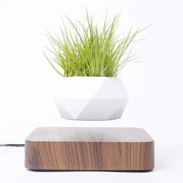 Plante lévitation magnétique